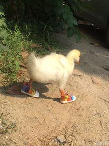 爆料人笑出鹅叫声视频,笑出鹅叫声！揭秘爆料人爆笑视频背后的故事