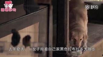 女子亲狗被爆料了视频,宠物亲密接触引关注