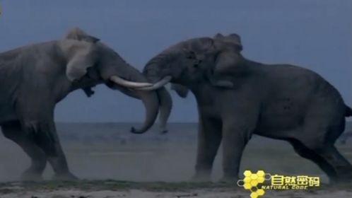 动物世界视频在线观看,在线视频带你探索自然奥秘