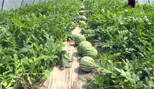 新瓜最新爆料图片高清,高清图片揭示惊人内幕